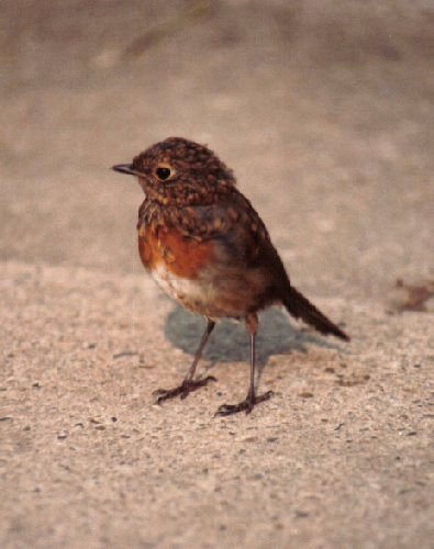 Juvenile robin